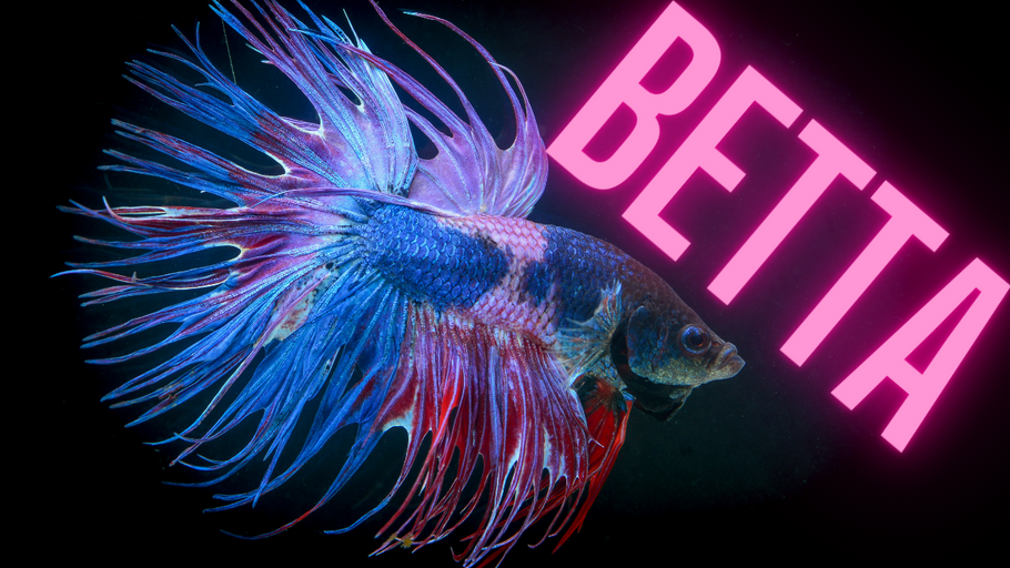 All About the Betta