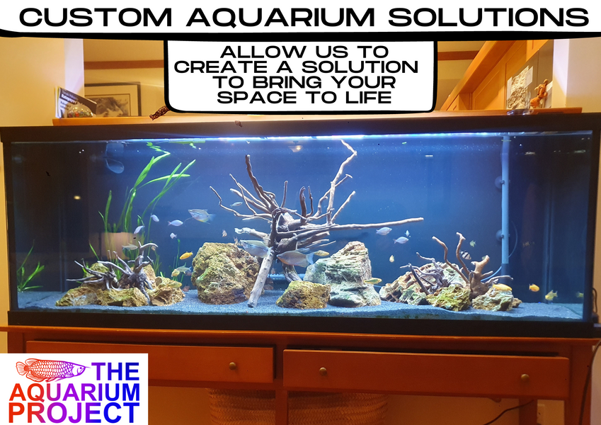 Custom Aquarium Solutions