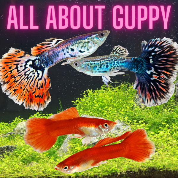 What YOU Need to Know About Guppies!